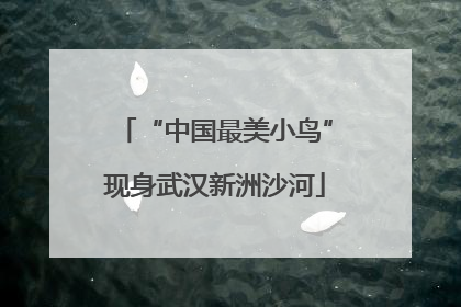 “中国最美小鸟”现身武汉新洲沙河