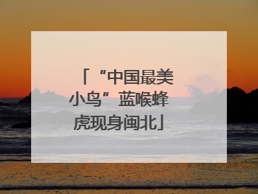 “中国最美小鸟”蓝喉蜂虎现身闽北