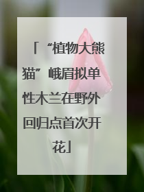 “植物大熊猫”峨眉拟单性木兰在野外回归点首次开花