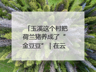玉溪这个村把荷兰猪养成了“金豆豆”｜在云南样样好