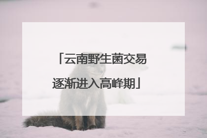云南野生菌交易逐渐进入高峰期