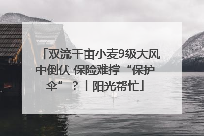 双流千亩小麦9级大风中倒伏 保险难撑“保护伞”？丨阳光帮忙