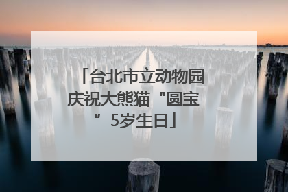 台北市立动物园庆祝大熊猫“圆宝”5岁生日