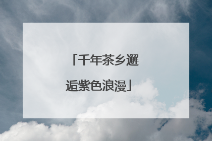 千年茶乡邂逅紫色浪漫