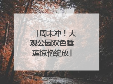 周末冲！大观公园双色睡莲惊艳绽放