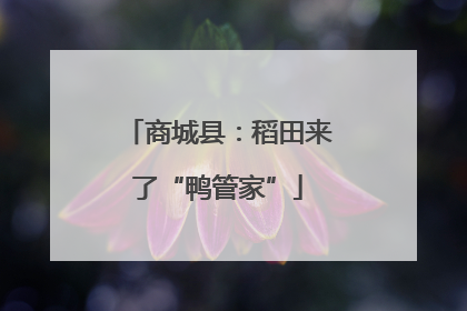 商城县：稻田来了“鸭管家”