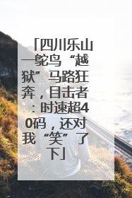 四川乐山一鸵鸟“越狱”马路狂奔，目击者：时速超40码，还对我“笑”了下