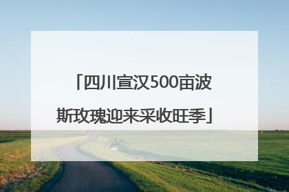 四川宣汉500亩波斯玫瑰迎来采收旺季