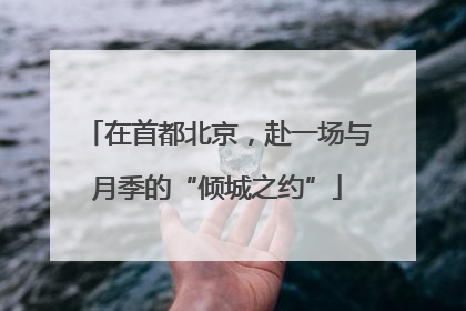 在首都北京，赴一场与月季的“倾城之约”