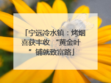 宁远冷水镇：烤烟喜获丰收 “黄金叶”铺就致富路
