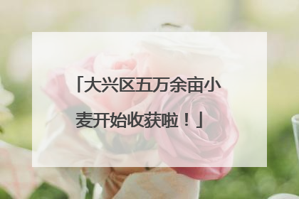 大兴区五万余亩小麦开始收获啦！