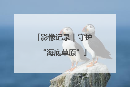 影像记录｜守护“海底草原”