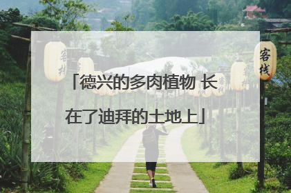 德兴的多肉植物 长在了迪拜的土地上