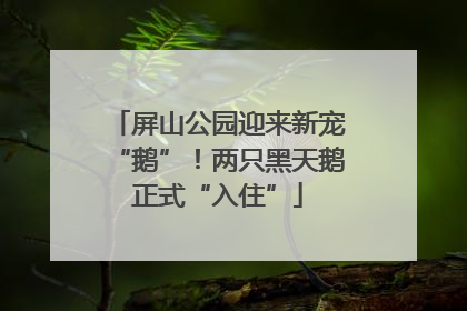 屏山公园迎来新宠“鹅”！两只黑天鹅正式“入住”