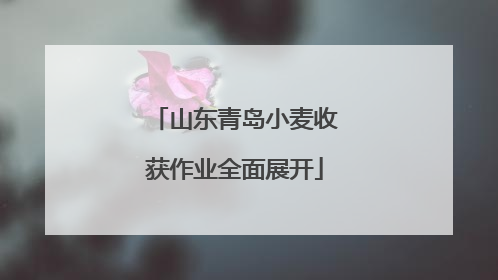 山东青岛小麦收获作业全面展开