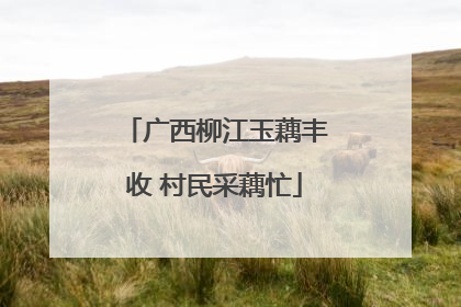 广西柳江玉藕丰收 村民采藕忙