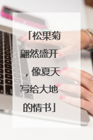 松果菊翩然盛开，像夏天写给大地的情书