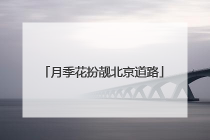 月季花扮靓北京道路