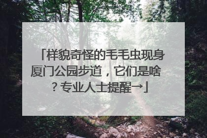 样貌奇怪的毛毛虫现身厦门公园步道，它们是啥？专业人士提醒→