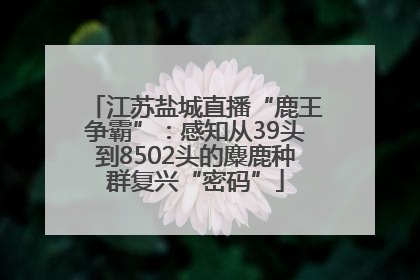 江苏盐城直播“鹿王争霸”：感知从39头到8502头的麋鹿种群复兴“密码”
