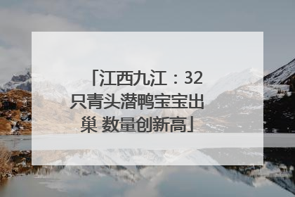 江西九江：32只青头潜鸭宝宝出巢 数量创新高