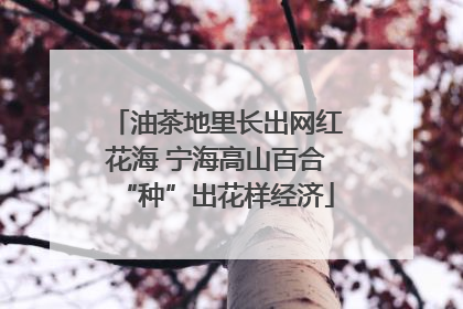 油茶地里长出网红花海 宁海高山百合“种”出花样经济