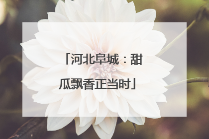 河北阜城：甜瓜飘香正当时