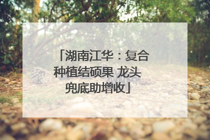 湖南江华：复合种植结硕果 龙头兜底助增收