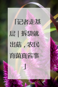 记者走基层｜拆袋就出菇，农民育菌真省事