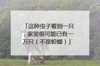这种虫子看到一只，家里很可能已有一万只（不是蟑螂）