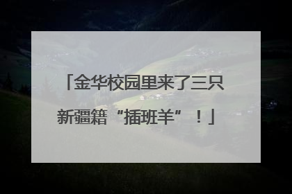金华校园里来了三只新疆籍“插班羊”！