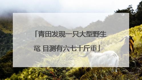 青田发现一只大型野生鼋 目测有六七十斤重