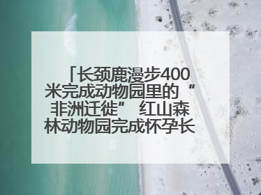 长颈鹿漫步400米完成动物园里的“非洲迁徙” 红山森林动物园完成怀孕长颈鹿步行转运