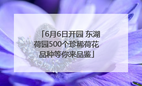 6月6日开园 东湖荷园500个珍稀荷花品种等你来品鉴