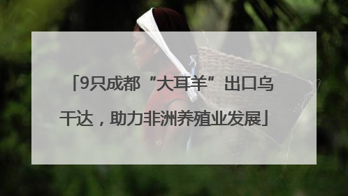 9只成都“大耳羊”出口乌干达，助力非洲养殖业发展